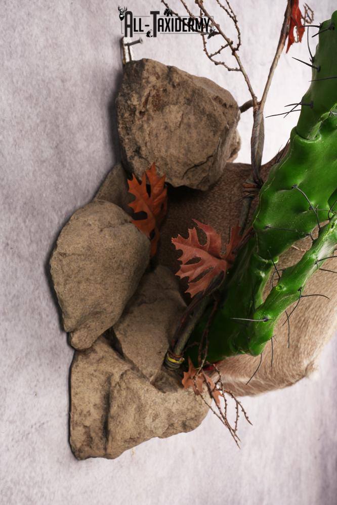 Coues Deer SKU 3224 - Image 2