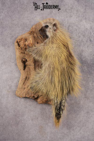 Full Body Porcupine SKU 3205