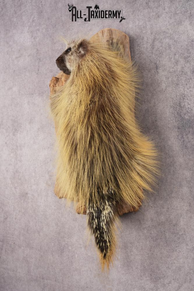 Full Body Porcupine SKU 3205 - Image 9