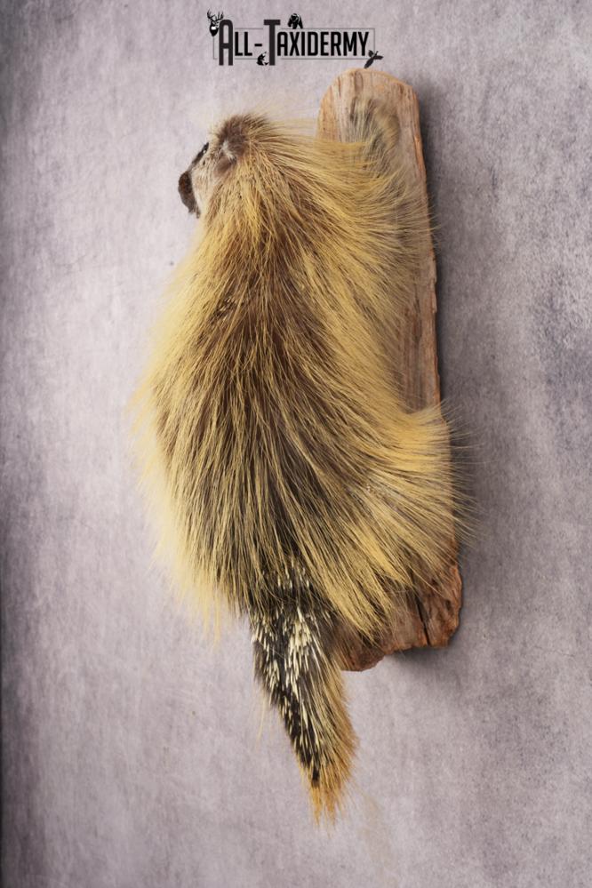 Full Body Porcupine SKU 3205 - Image 8