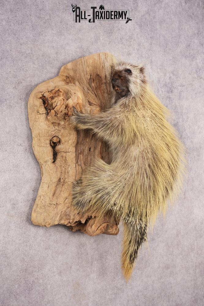 Full Body Porcupine SKU 3205 - Image 7