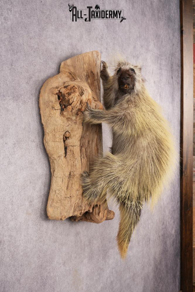 Full Body Porcupine SKU 3205 - Image 6