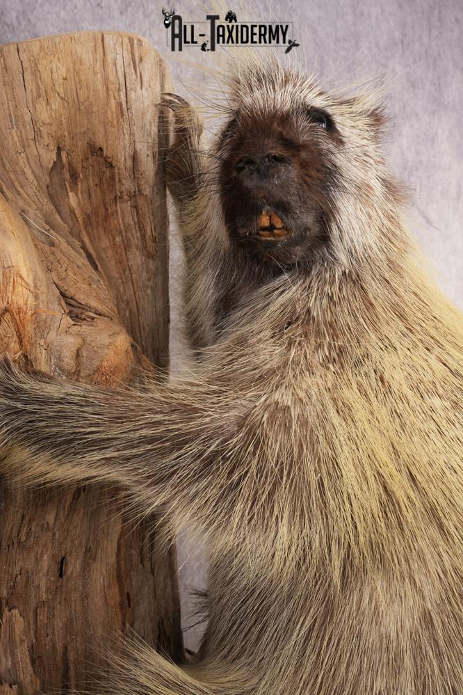 Full Body Porcupine SKU 3205 - Image 5