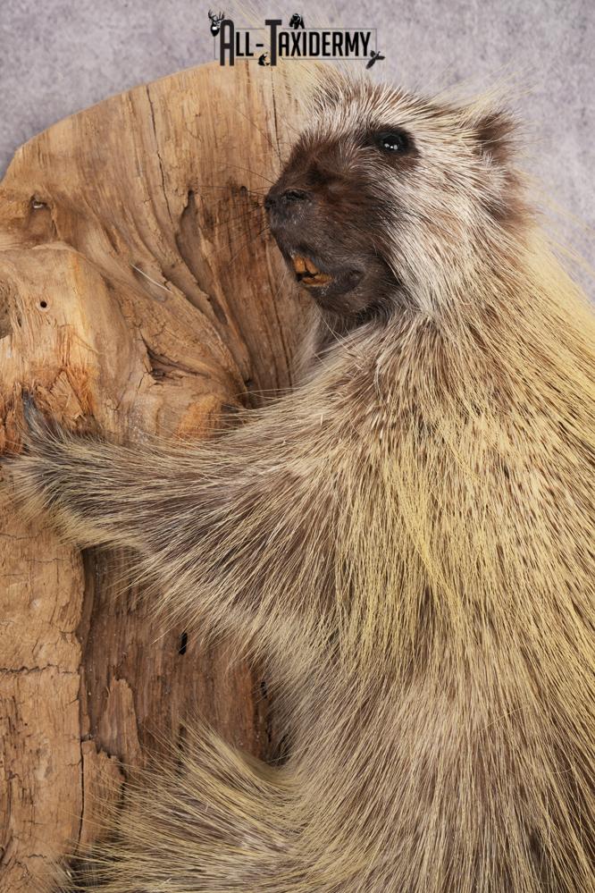 Full Body Porcupine SKU 3205 - Image 4