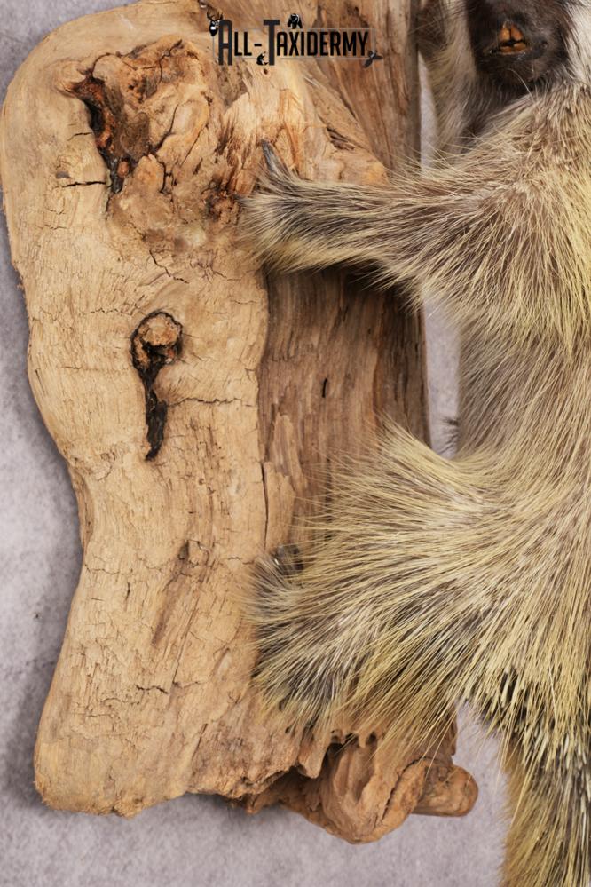 Full Body Porcupine SKU 3205 - Image 3