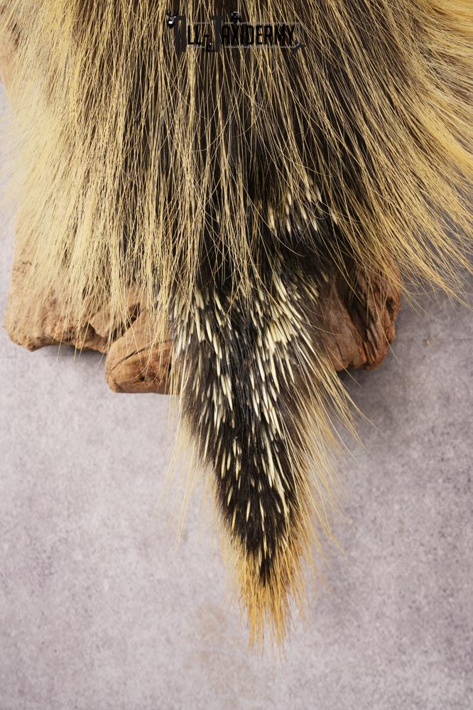 Full Body Porcupine SKU 3205 - Image 2