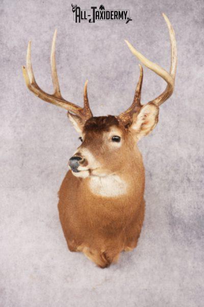 Whitetail Deer SKU 3195