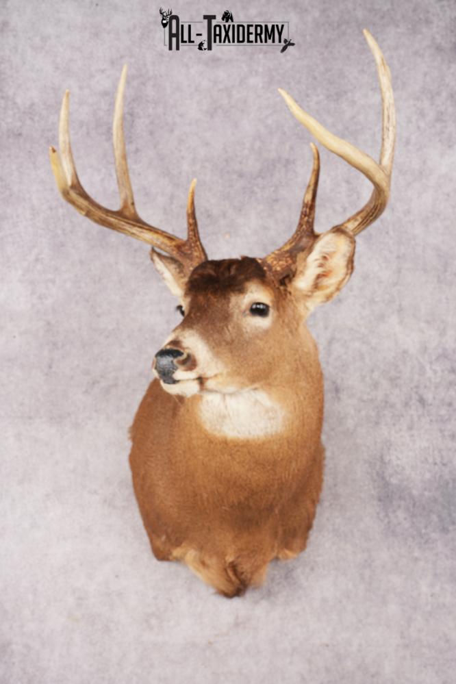 Whitetail Deer SKU 3195
