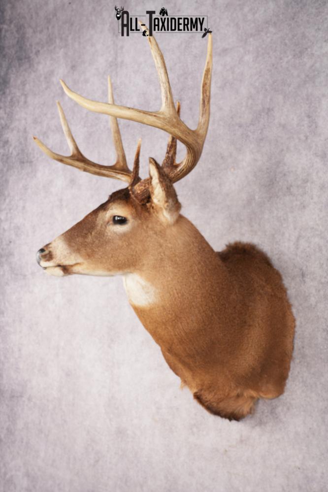 Whitetail Deer SKU 3195 - Image 8