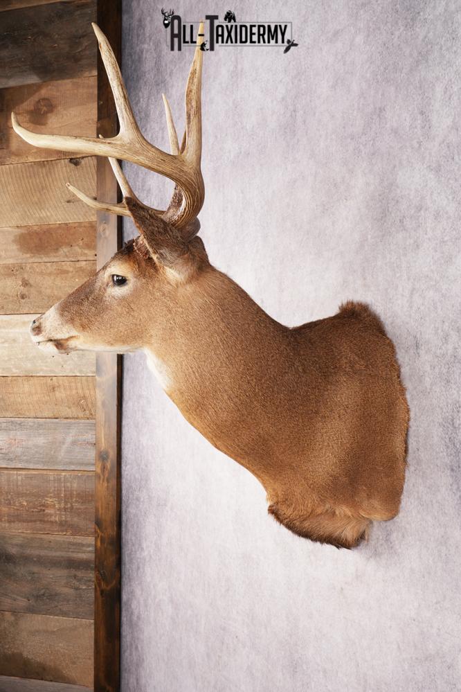 Whitetail Deer SKU 3195 - Image 7