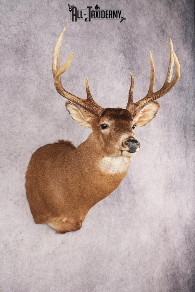 Whitetail Deer SKU 3195 - Image 6