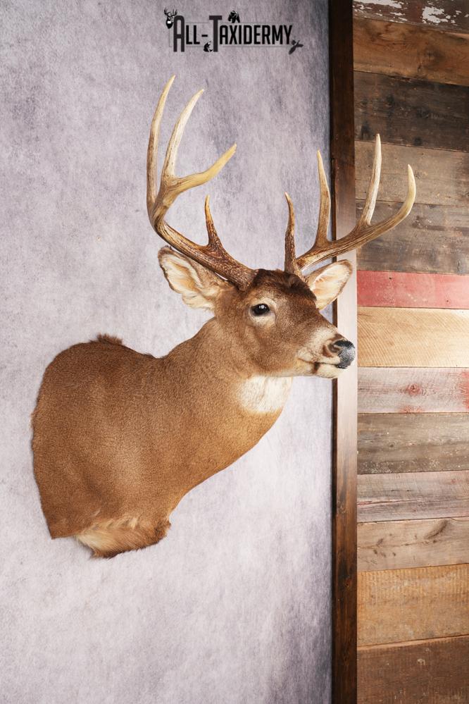 Whitetail Deer SKU 3195 - Image 5