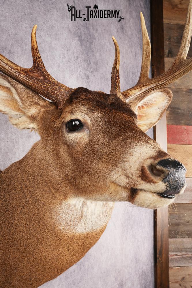 Whitetail Deer SKU 3195 - Image 4