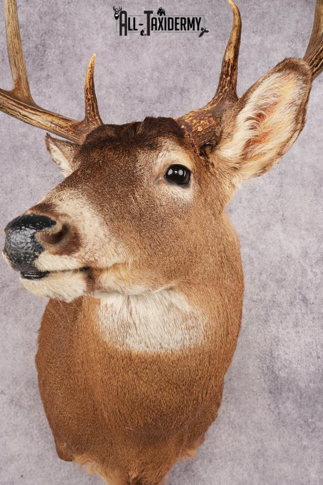 Whitetail Deer SKU 3195 - Image 3