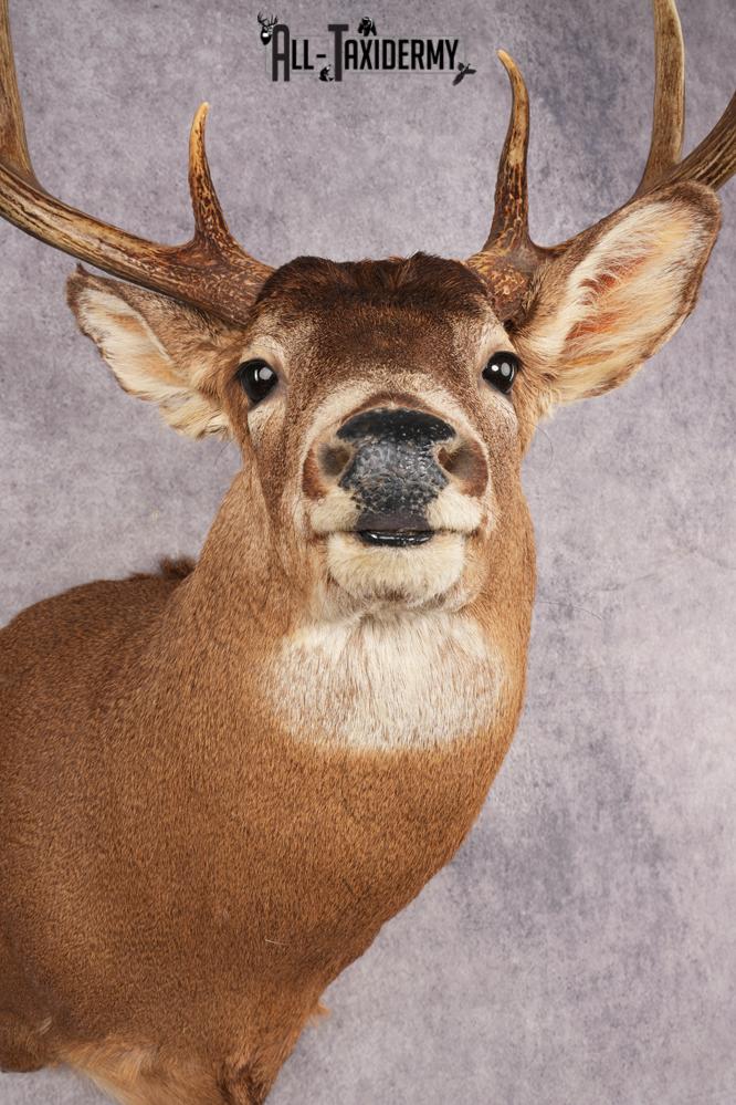 Whitetail Deer SKU 3195 - Image 2