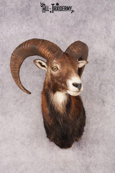 Mouflon Sheep SKU 3197