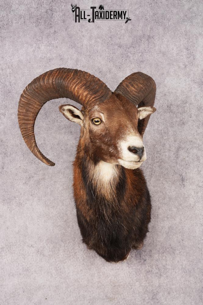 Mouflon Sheep SKU 3197