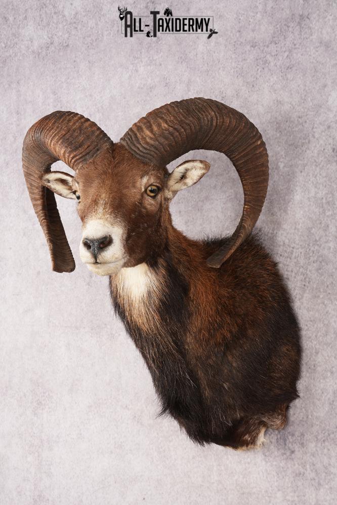 Mouflon Sheep SKU 3197 - Image 8