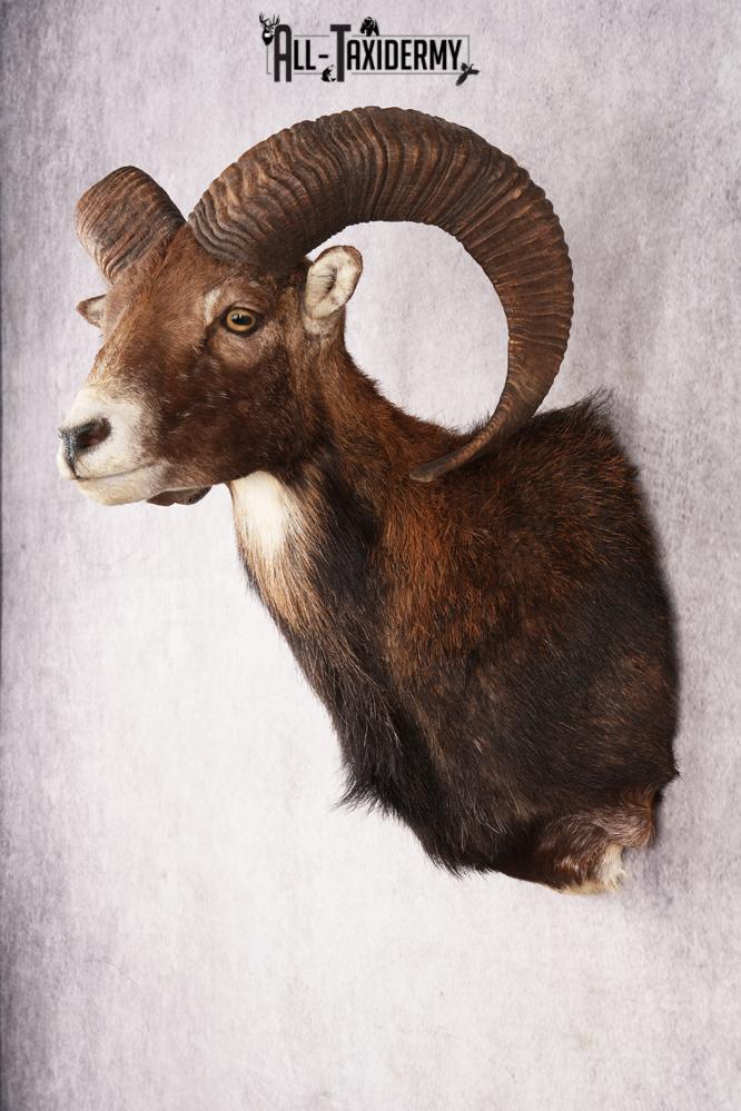Mouflon Sheep SKU 3197 - Image 7