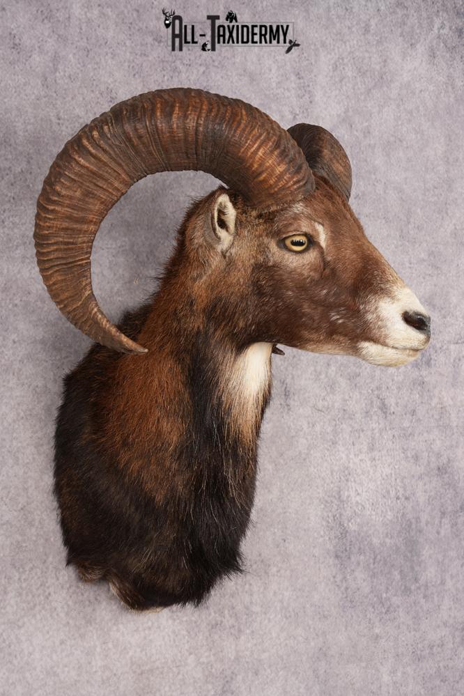 Mouflon Sheep SKU 3197 - Image 6