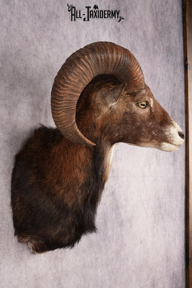 Mouflon Sheep SKU 3197 - Image 5