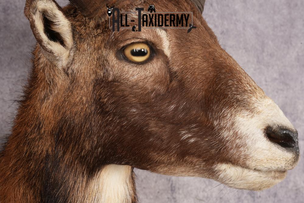 Mouflon Sheep SKU 3197 - Image 4