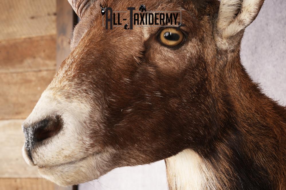 Mouflon Sheep SKU 3197 - Image 3