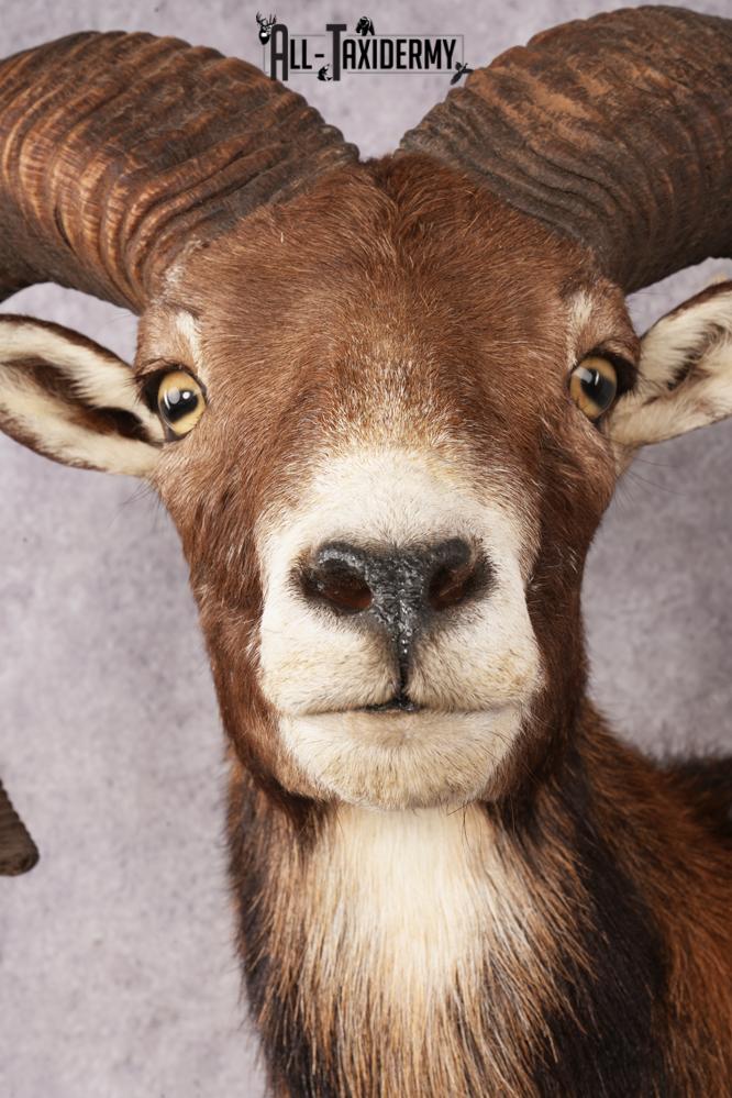 Mouflon Sheep SKU 3197 - Image 2