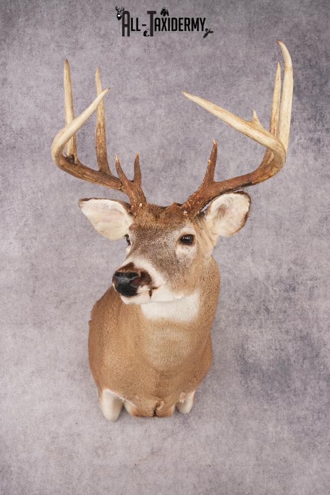 Whitetail Deer SKU 3196