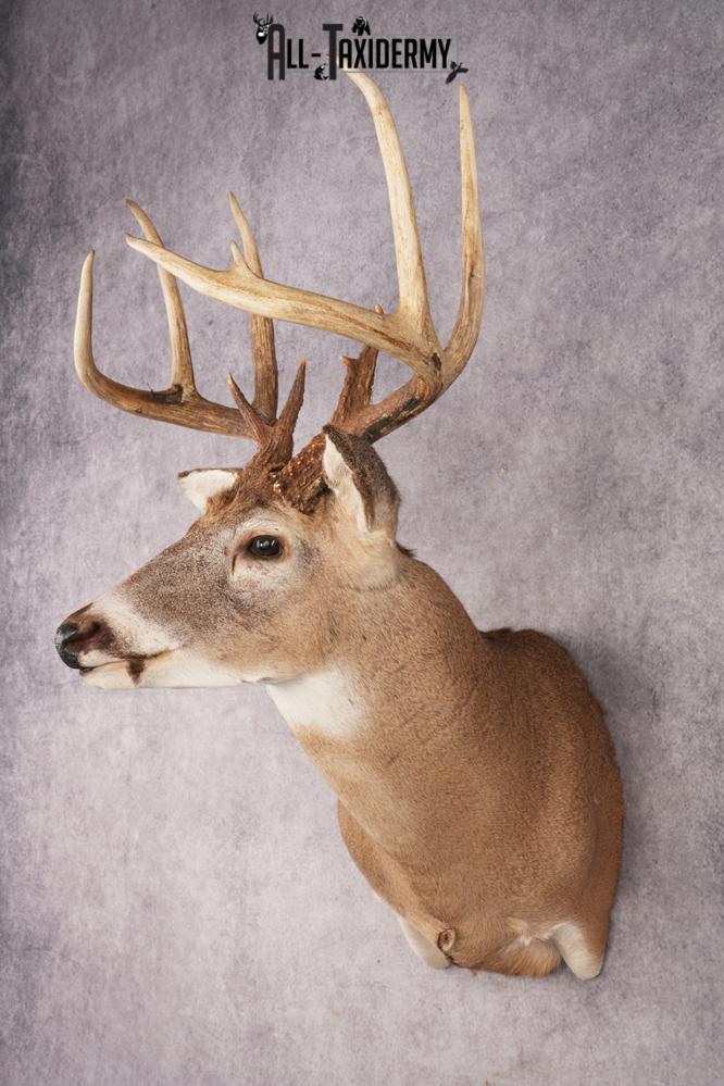Whitetail Deer SKU 3196 - Image 8