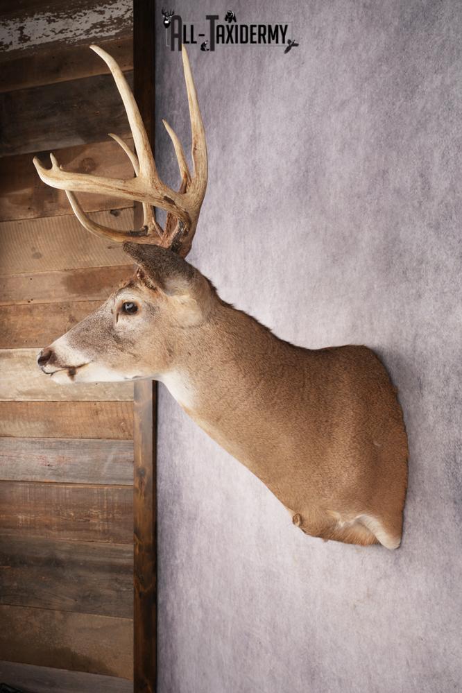 Whitetail Deer SKU 3196 - Image 7