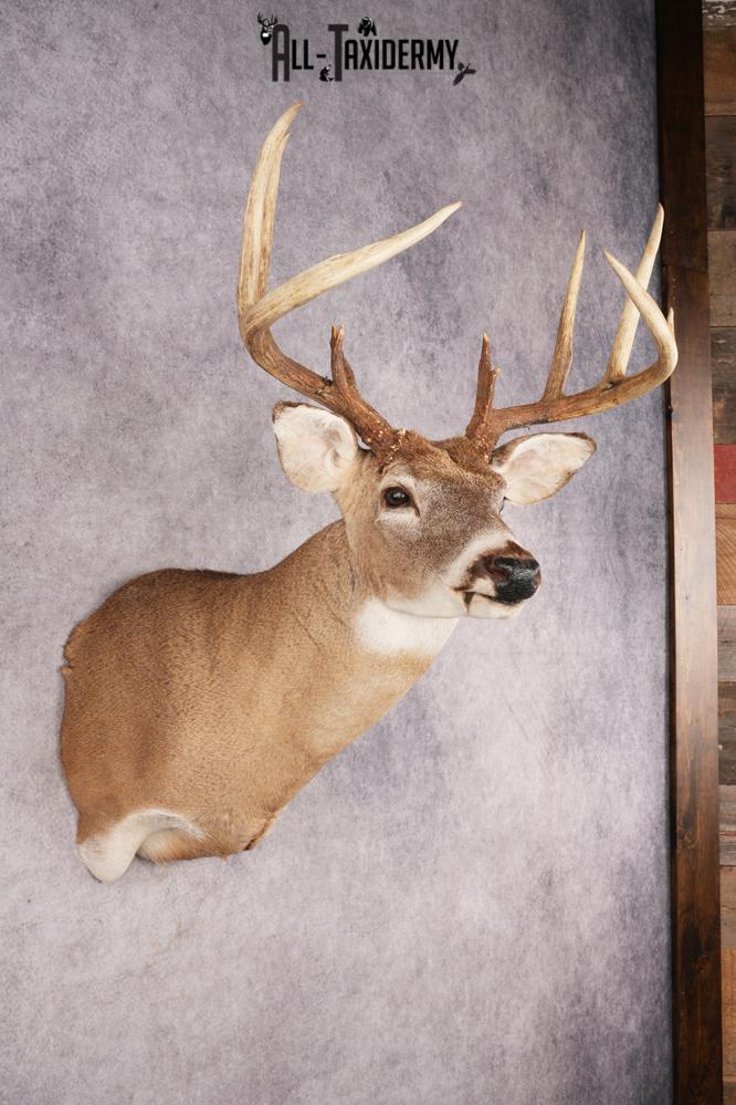 Whitetail Deer SKU 3196 - Image 6