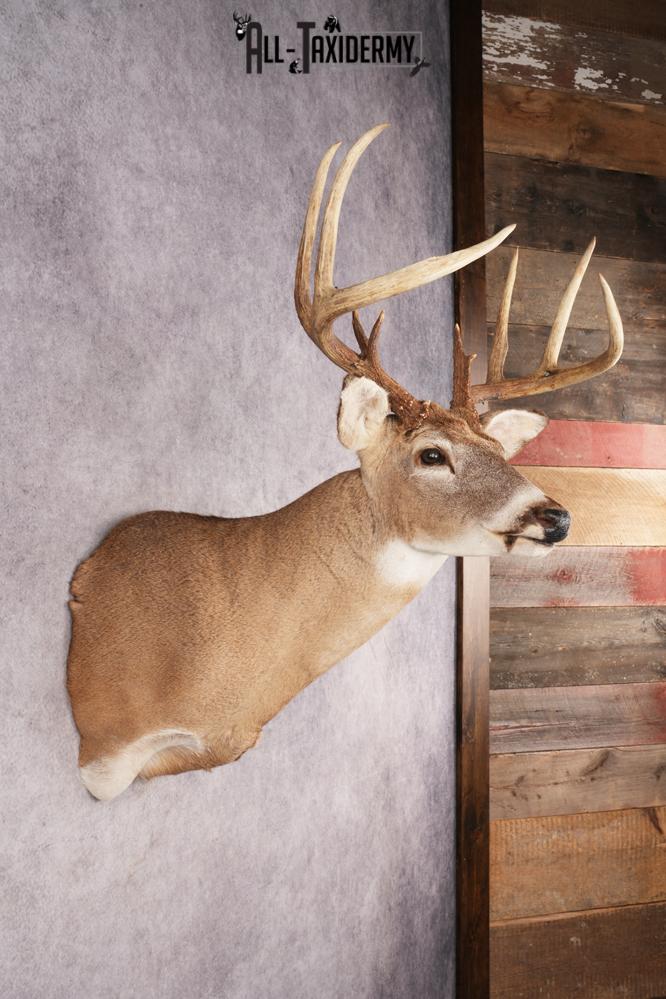 Whitetail Deer SKU 3196 - Image 5