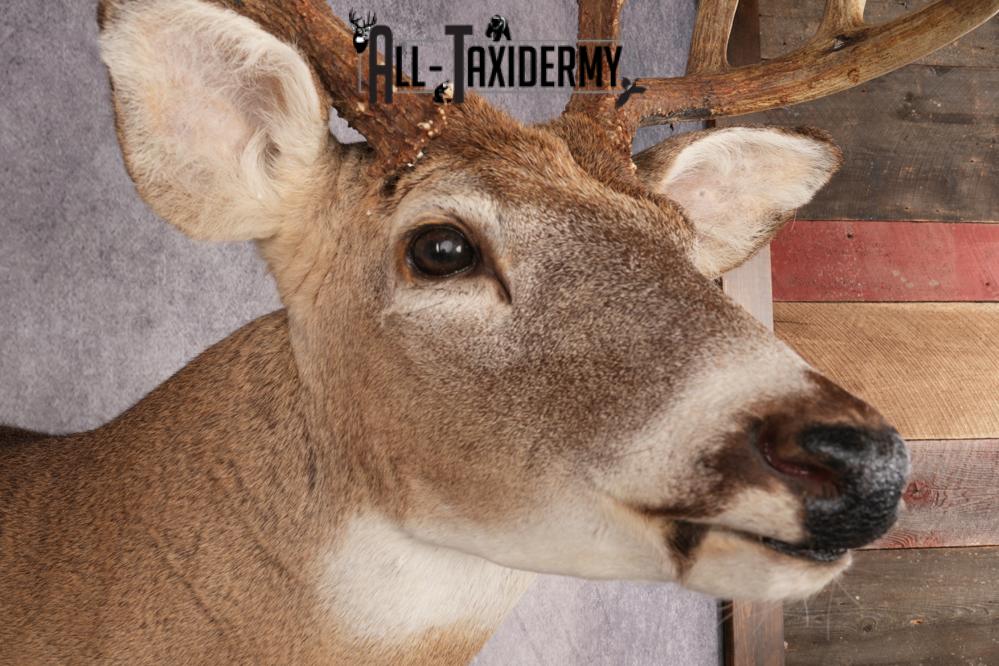 Whitetail Deer SKU 3196 - Image 4