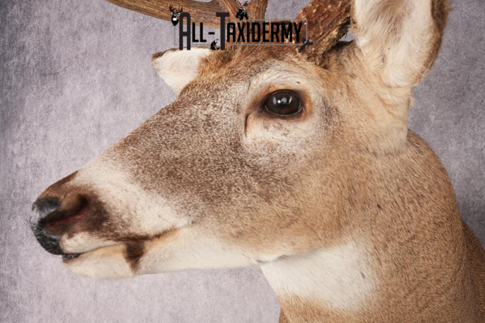 Whitetail Deer SKU 3196 - Image 3