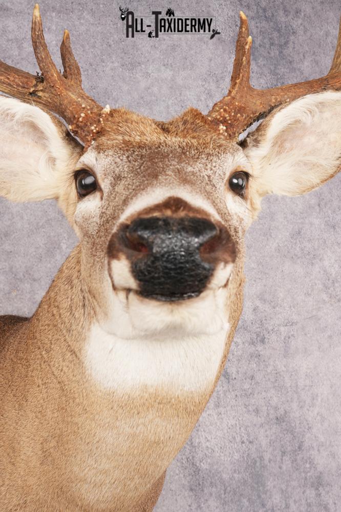Whitetail Deer SKU 3196 - Image 2