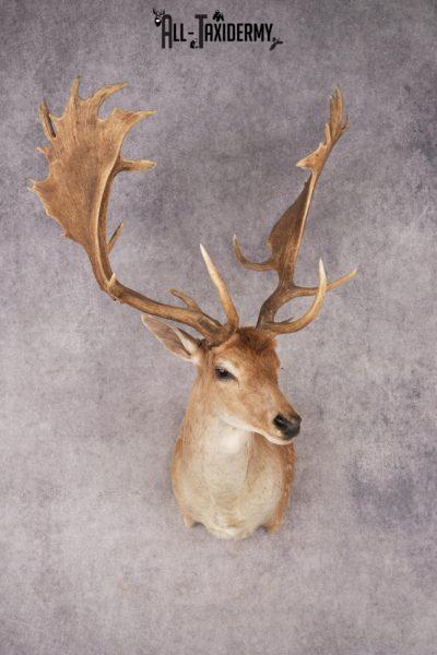 Chocolate Fallow Deer SKU 3272