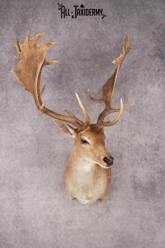 Chocolate Fallow Deer SKU 3272