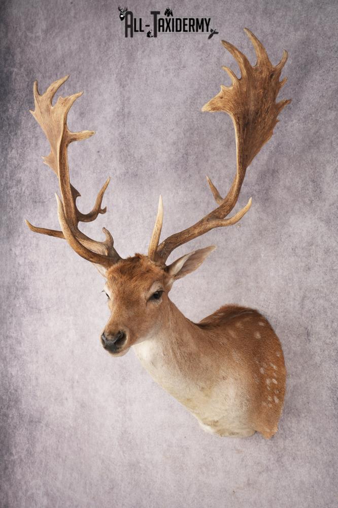 Chocolate Fallow Deer SKU 3272 - Image 10