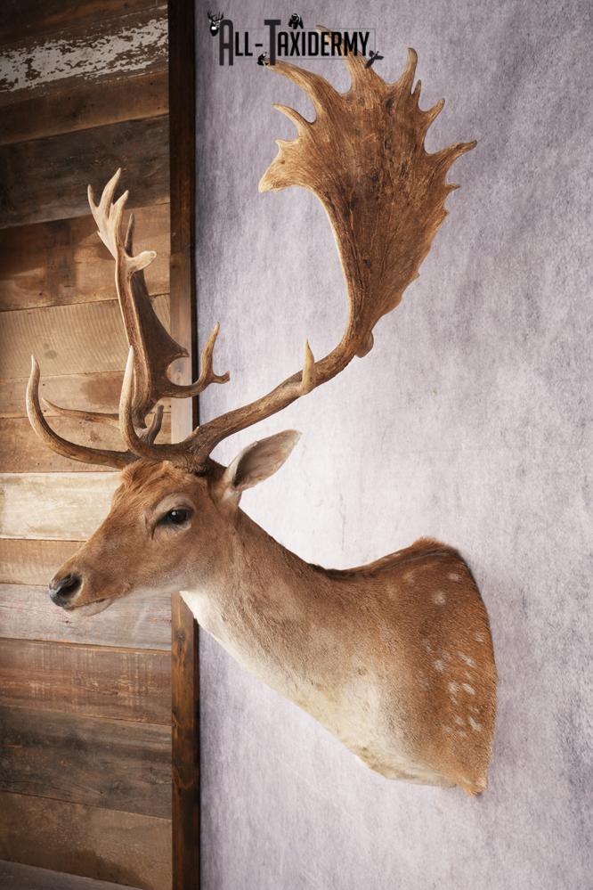 Chocolate Fallow Deer SKU 3272 - Image 9