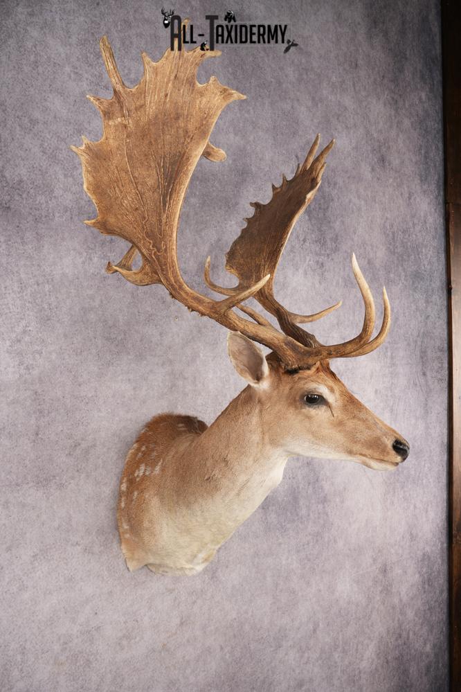 Chocolate Fallow Deer SKU 3272 - Image 8