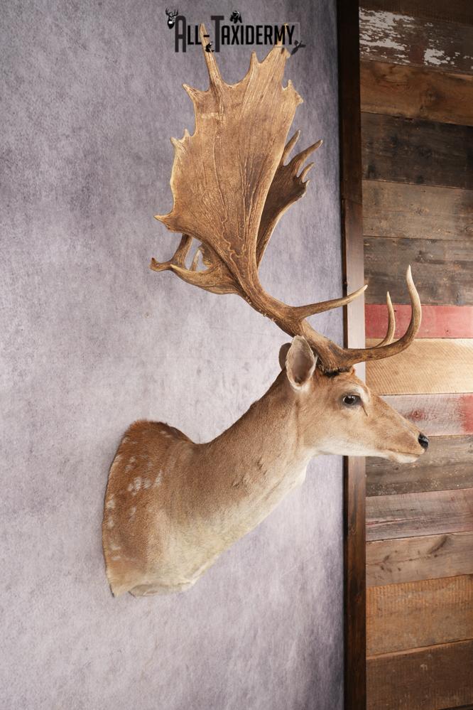 Chocolate Fallow Deer SKU 3272 - Image 7