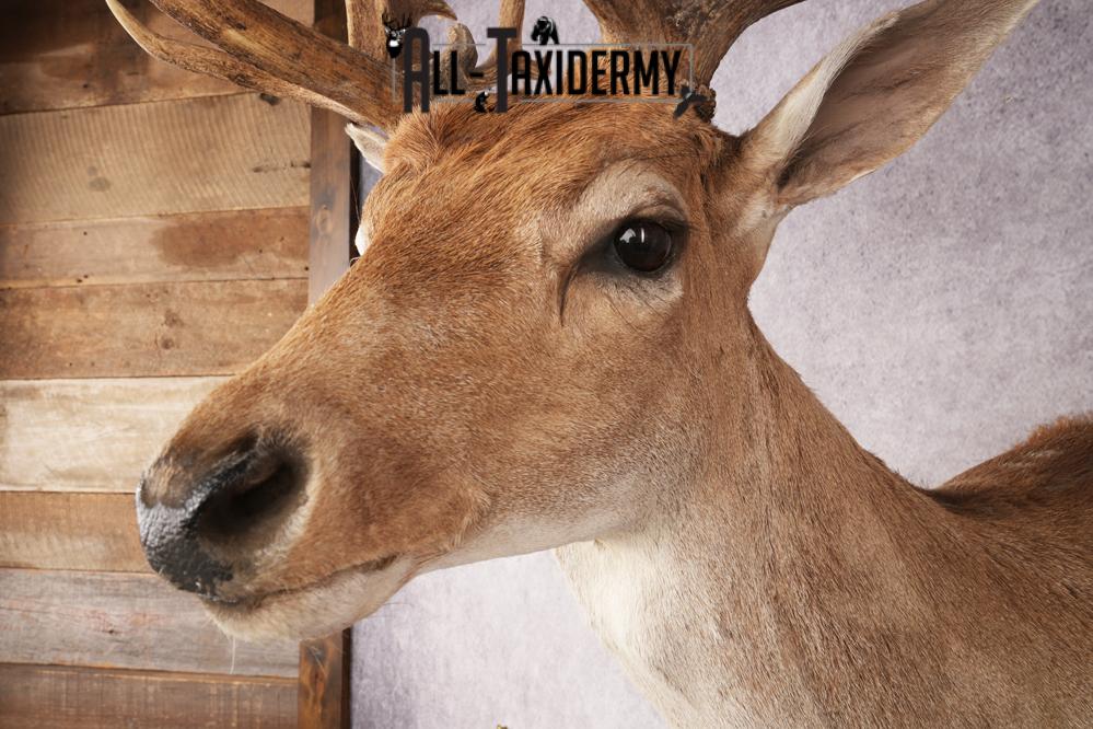 Chocolate Fallow Deer SKU 3272 - Image 5