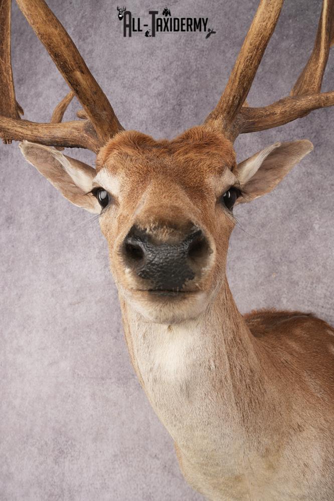 Chocolate Fallow Deer SKU 3272 - Image 4