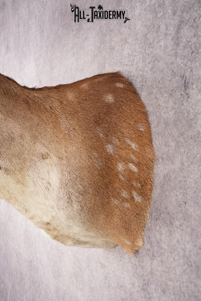 Chocolate Fallow Deer SKU 3272 - Image 3