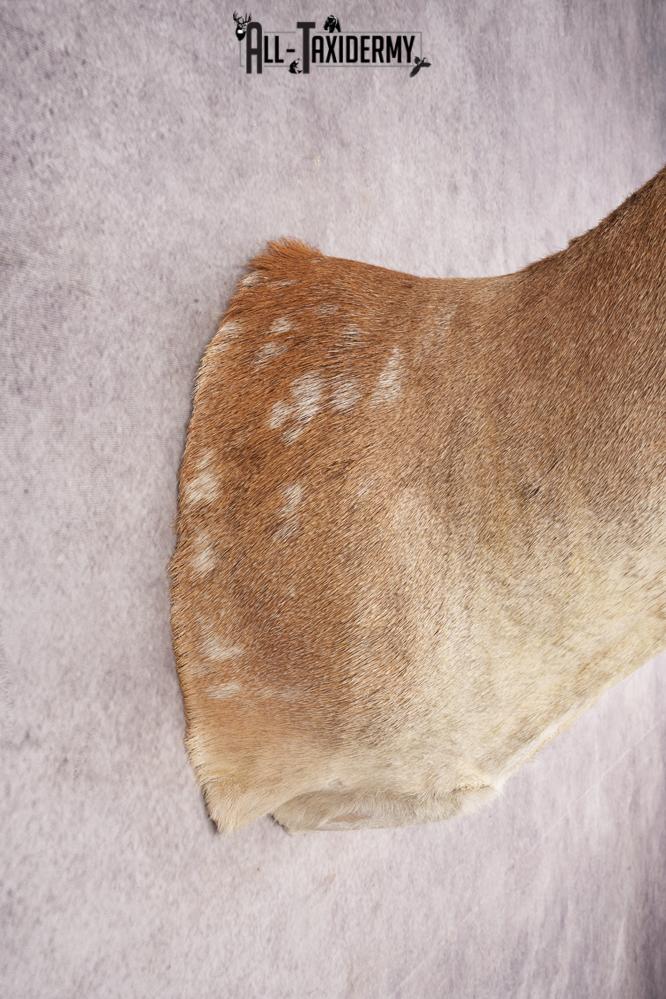 Chocolate Fallow Deer SKU 3272 - Image 2