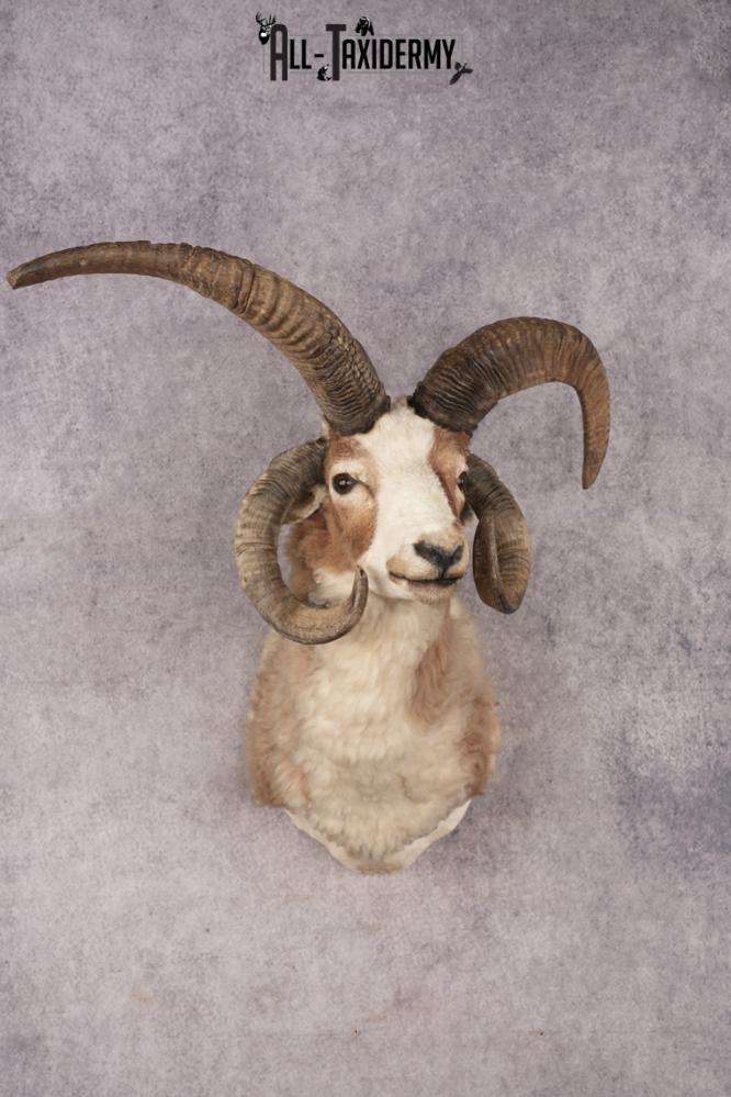 Jacobs Four Horn Sheep SKU 3241