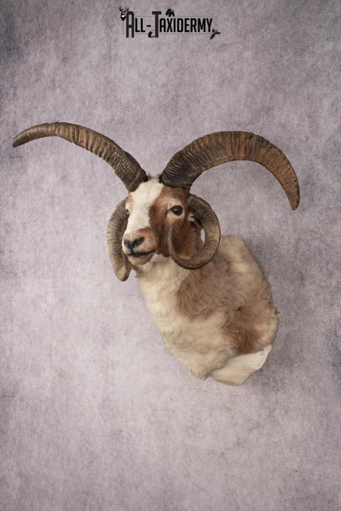 Jacobs Four Horn Sheep SKU 3241 - Image 8