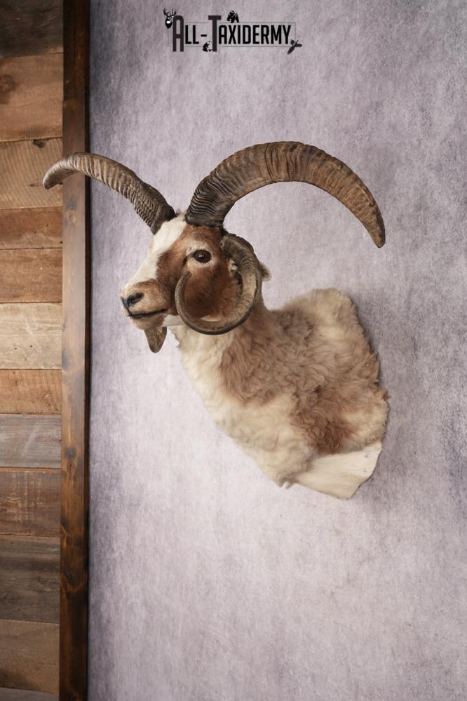 Jacobs Four Horn Sheep SKU 3241 - Image 7