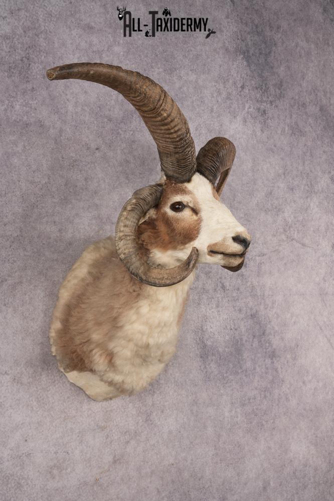 Jacobs Four Horn Sheep SKU 3241 - Image 6